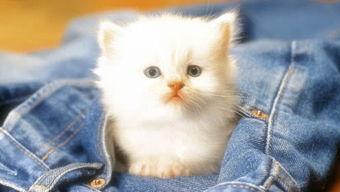 娱乐吃瓜茶小猫,揭秘茶小猫的瓜界传奇